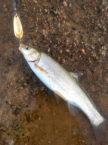 ウグイの釣果