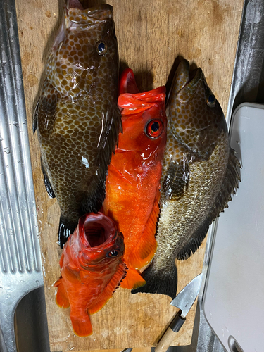 オオモンハタの釣果