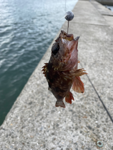 カサゴの釣果