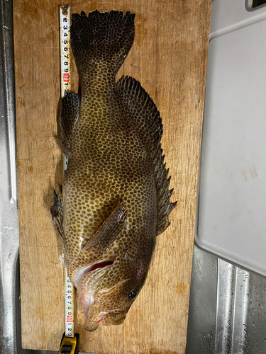 オオモンハタの釣果