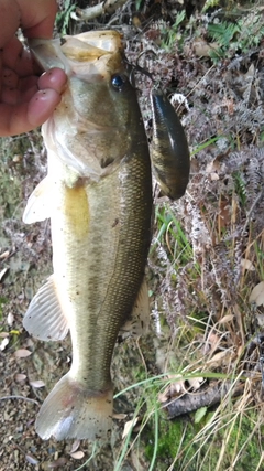 ブラックバスの釣果