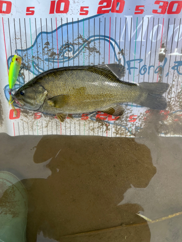 スモールマウスバスの釣果