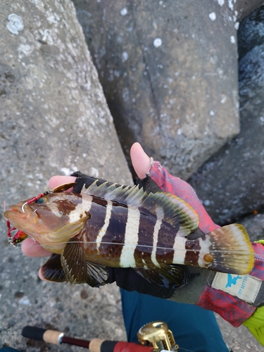 ヤミハタの釣果