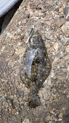 ヒラメの釣果