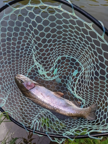 ニジマスの釣果