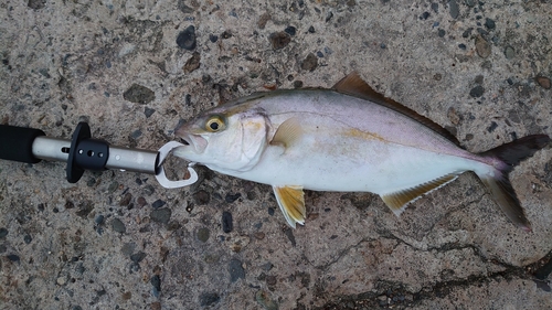 ショゴの釣果