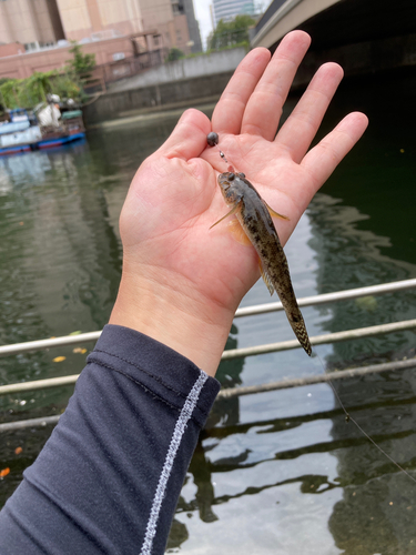 マハゼの釣果