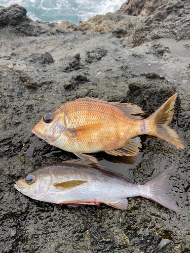 メイチダイの釣果