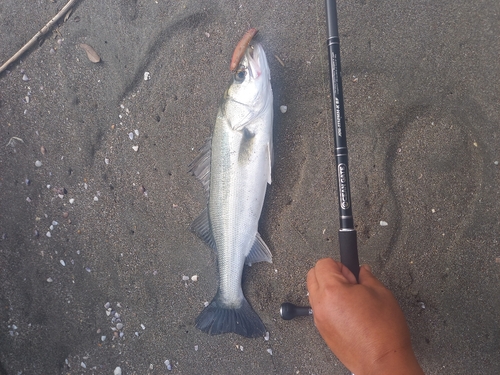 ハゼの釣果