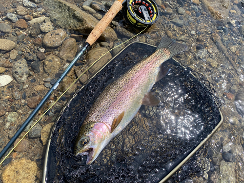 ニジマスの釣果