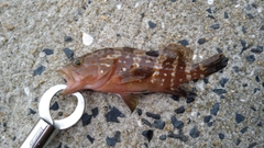 キジハタの釣果