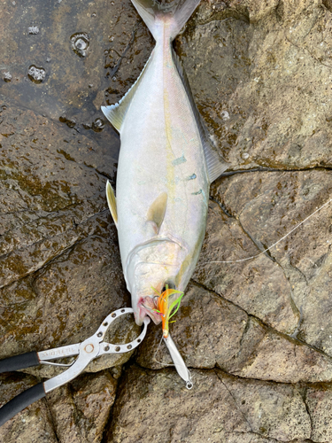 ネリゴの釣果