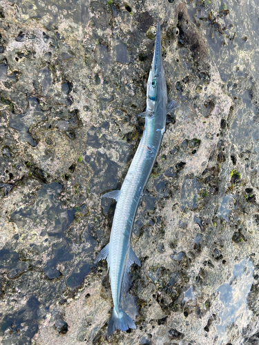 オキザヨリの釣果