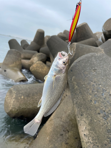 イシモチの釣果