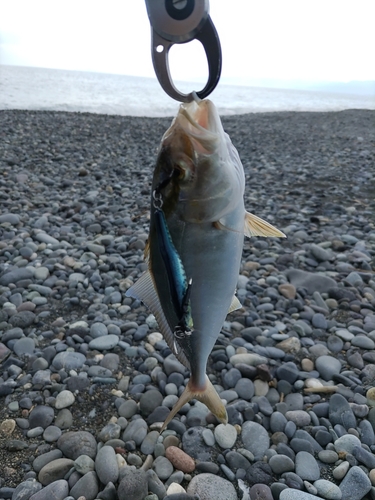 ショゴの釣果