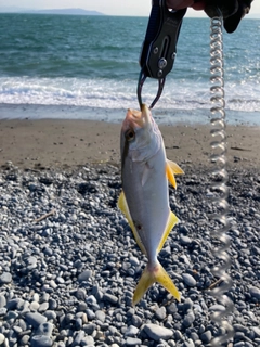 ショゴの釣果