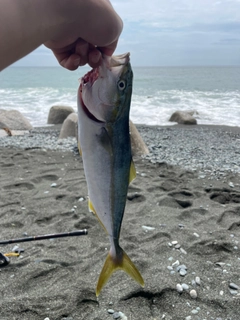 イナダの釣果