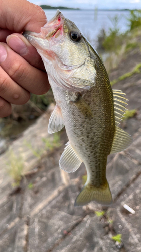 ラージマウスバスの釣果