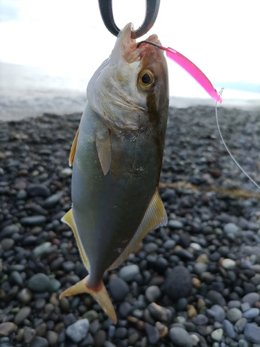 ショゴの釣果