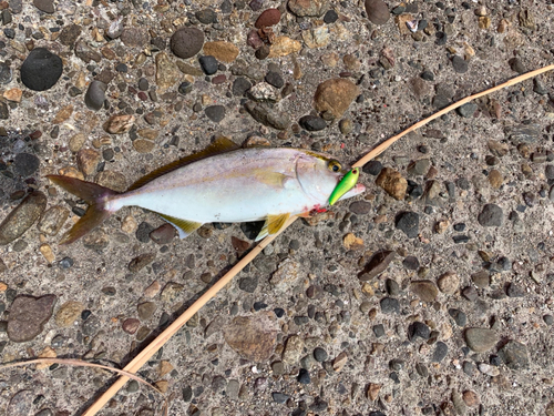 ショゴの釣果