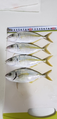 シマアジの釣果