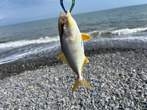 ショゴの釣果