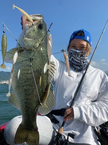 ブラックバスの釣果