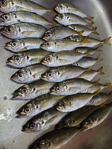 アジの釣果