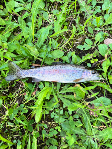 ニジマスの釣果