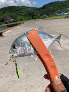 メッキの釣果