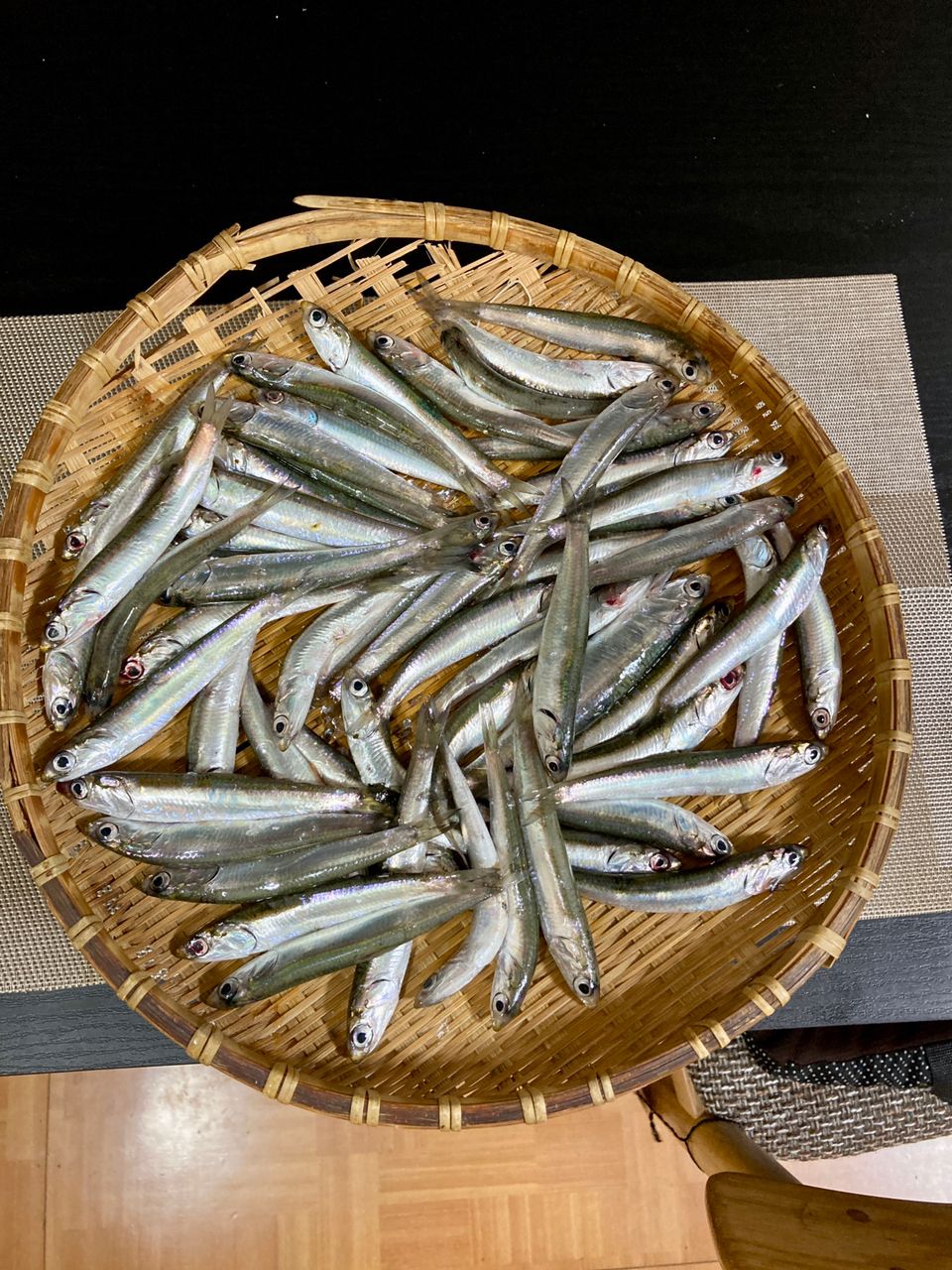 カタクチイワシ