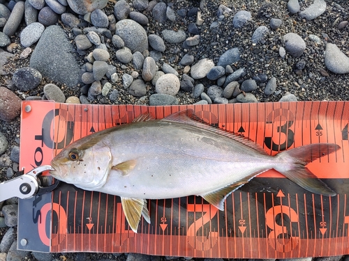 ショゴの釣果