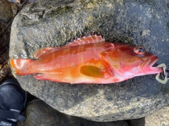 アカハタの釣果