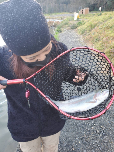 イワナの釣果