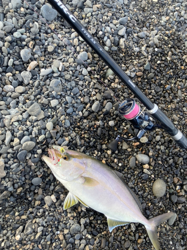 カンパチの釣果