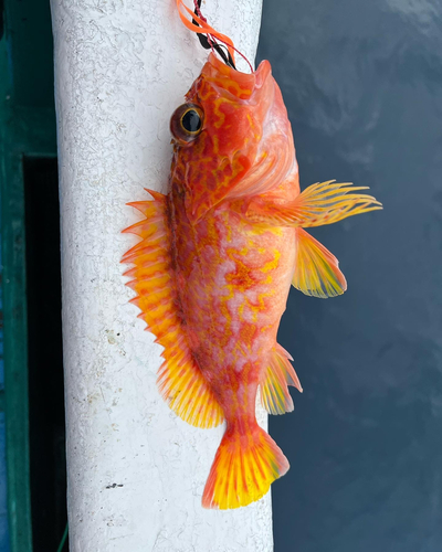 アヤメカサゴの釣果