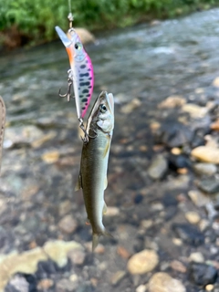 アユの釣果