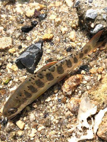 アマゴの釣果