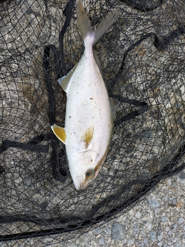 ショゴの釣果