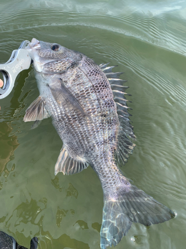 チヌの釣果