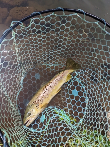 ブラウントラウトの釣果