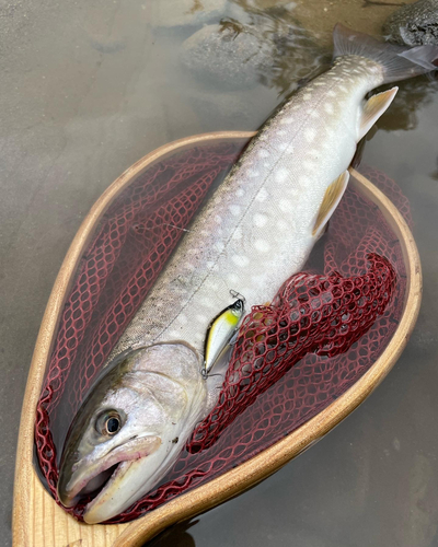 イワナの釣果