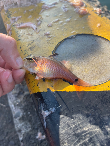 クロホシイシモチの釣果