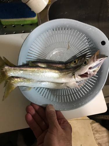 カマスの釣果