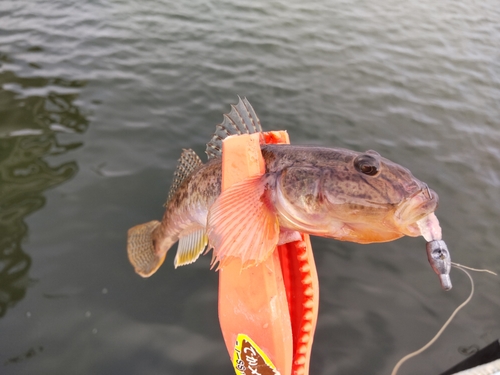 マハゼの釣果