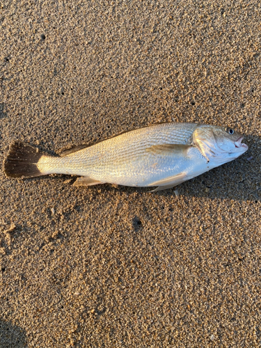 イシモチの釣果