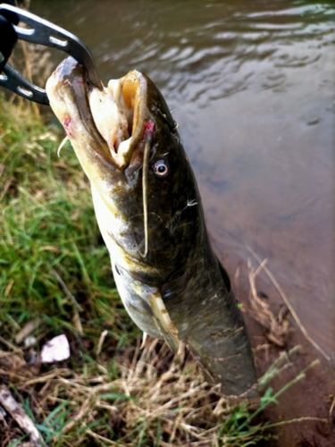 スズキの釣果