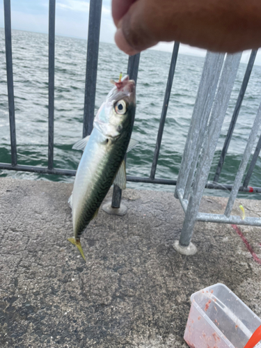 サバの釣果