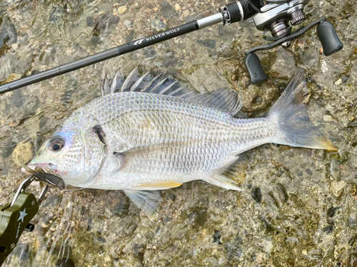 キビレの釣果