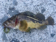 シマソイの釣果